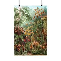 5610921562911917368_2048.jpeg Mosses (Muscinae), Kunstformen der Natur – Ernst Haeckel (1904) – Botanical Poster Print