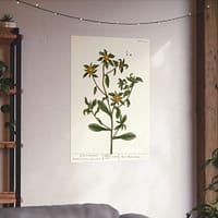 5694772739913229402_2048.jpeg Spiny Starwort (Pallenis spinosa), A Curious Herbal – Elizabeth Blackwell (1739) – Botanical Poster Print