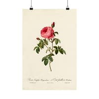 5736003015368562987_2048.jpeg Rosa Centifolia Burgundiaca (le Cent-feuilles de Bordeaux) – Pierre-Joseph Redouté (c. 1817-24) – Botanical Poster Print