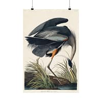 5793435887244385562_2048.jpeg Great Blue Heron, Birds of America – John James Audubon (1834) – Natural History Poster Print