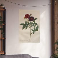 6049938597988275955_2048.jpeg Rosa Gallica Purpurea Velutina Parva (Rosier de Van-Eeden) – Pierre-Joseph Redouté (c. 1817-24) – Botanical Poster Print