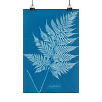 6060394714695465501_2048.jpeg New Zealand Fern Cyanotype – Anna Atkins (c. 1853-54) – Botanical Poster Print