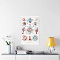 6166987539217480361_2048.jpeg Siphonophorae, Kunstformen der Natur, plate 17 – Ernst Haeckel (1904) – Natural History Poster Print
