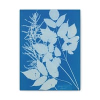 635660278624694614_2048.jpeg Spiraea aruncus (Tyrol) Cyanotype – Anna Atkins (c. 1851-54) – Botanical Canvas Print