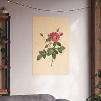 6449520668566870183_2048.jpeg Cabbage Rose (Rosa Centifolia Simplex) – Pierre-Joseph Redouté (c. 1817-24) – Botanical Poster Print