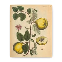 6814633571305869083_2048.jpeg Elizabeth Blackwell - Quinces (Cydonea, or Mala cotonea major) - A Curious Herbal (1737) - Botanical Canvas Wall Art, Natural History Print
