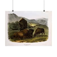 7030051301860446488_2048.jpeg Bos Americanus, American Bison or Buffalo, plate 57 – John James Audubon (1845) – Natural History Poster Print