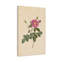 7157821397355793477_2048.jpeg Cabbage Rose (Rosa Centifolia Simplex) – Pierre-Joseph Redouté (c. 1817-24) – Botanical Canvas Print