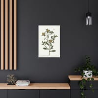 7194162007055232365_2048.jpeg Spiny Starwort (Pallenis spinosa), A Curious Herbal – Elizabeth Blackwell (1739) – Botanical Canvas Print