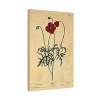 7288065493539322384_2048.jpeg Red Poppy (Papaver, rubrum, erraticum, rhoeas), A Curious Herbal – Elizabeth Blackwell (1737) – Botanical Canvas Print