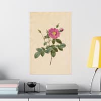 7427067615121008377_2048.jpeg Cabbage Rose (Rosa Centifolia Simplex) – Pierre-Joseph Redouté (c. 1817-24) – Botanical Poster Print