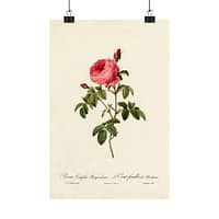 7467698434846255069_2048.jpeg Rosa Centifolia Burgundiaca (le Cent-feuilles de Bordeaux) – Pierre-Joseph Redouté (c. 1817-24) – Botanical Poster Print