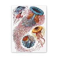 7521505665832217384_2048.jpeg Jellyfish (Discomedusae), Kunstformen der Natur – Ernst Haeckel (1904) – Natural History Canvas Print
