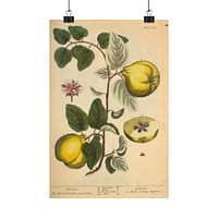 7759771001995678841_2048.jpeg Quinces (Cydonea, or Mala cotonea major), A Curious Herbal – Elizabeth Blackwell (1737) – Botanical Poster Print