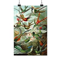 7839169598398136522_2048.jpeg Hummingbirds (Trochilidae), Kunstformen der Natur – Ernst Haeckel (1904) – Natural History Poster Print