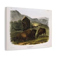 7943995262744425963_2048.jpeg Bos Americanus, American Bison or Buffalo, plate 57 – John James Audubon (1845) – Natural History Canvas Print