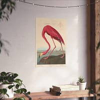 7945627627260621674_2048.jpeg American Flamingo, Birds of America – John James Audubon (1838) – Natural History Poster Print