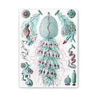 8038736763641958006_2048.jpeg Siphonophorae, Kunstformen der Natur, plate 59 – Ernst Haeckel (1904) – Natural History Canvas Print