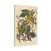 8069281772139994529_2048.jpeg Carolina Parakeet, Birds of America – John James Audubon (1828) – Natural History Canvas Print