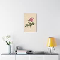 8123251383023223798_2048.jpeg Cabbage Rose (Rosa Centifolia Simplex) – Pierre-Joseph Redouté (c. 1817-24) – Botanical Canvas Print