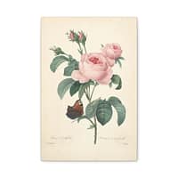 8239815922266057146_2048.jpeg Rosa Centifolia (Rosier à cent feuilles) – Pierre-Joseph Redouté (c. 1817-24) – Botanical Canvas Print