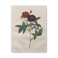 8321120821408692707_2048.jpeg Rosa Gallica Purpurea Velutina Parva (Rosier de Van-Eeden) – Pierre-Joseph Redouté (c. 1817-24) – Botanical Canvas Print