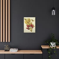 8345402995912548576_2048.jpeg Banana Flower and Fruit, Metamorphosis Insectorum Surinamensium – Maria Sibylla Merian (1705) – Botanical Canvas Print
