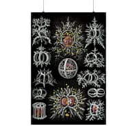 8396306217420236142_2048.jpeg Radiolaria, Stephoidea – Kunstformen der Natur, plate 71 – Ernst Haeckel (1904) – Natural History Poster Print