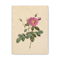 8476758720953916387_2048.jpeg Cabbage Rose (Rosa Centifolia Simplex) – Pierre-Joseph Redouté (c. 1817-24) – Botanical Canvas Print