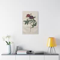 8728034287732154356_2048.jpeg Rosa Gallica Purpurea Velutina Parva (Rosier de Van-Eeden) – Pierre-Joseph Redouté (c. 1817-24) – Botanical Canvas Print