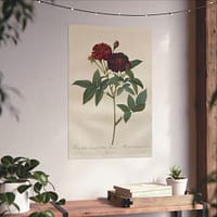8943630539680712883_2048.jpeg Rosa Gallica Purpurea Velutina Parva (Rosier de Van-Eeden) – Pierre-Joseph Redouté (c. 1817-24) – Botanical Poster Print