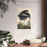 8959680127679318683_2048-1.jpeg Great Blue Heron, Birds of America – John James Audubon (1834) – Natural History Poster Print
