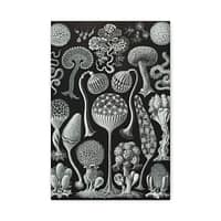 899446997742559798_2048.jpeg Mycetozoa, Kunstformen der Natur, plate 93 – Ernst Haeckel (1904) – Natural History Canvas Print