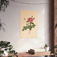 9097968868862529814_2048.jpeg Cabbage Rose (Rosa Centifolia Simplex) – Pierre-Joseph Redouté (c. 1817-24) – Botanical Poster Print