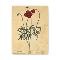 9184882858441573838_2048.jpeg Red Poppy (Papaver, rubrum, erraticum, rhoeas), A Curious Herbal – Elizabeth Blackwell (1737) – Botanical Canvas Print