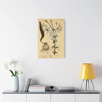 9237678473466181245_2048.jpeg White Lily (Lilium album), A Curious Herbal – Elizabeth Blackwell (1737) – Botanical Canvas Print