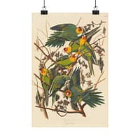 9298889017179219822_2048.jpeg Carolina Parakeet, Birds of America – John James Audubon (1828) – Natural History Poster Print