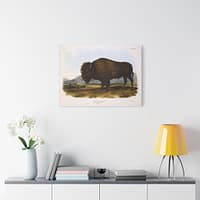 9381733876483150547_2048.jpeg Bos Americanus, American Bison or Buffalo, plate 56 – John James Audubon (1845) – Natural History Canvas Print