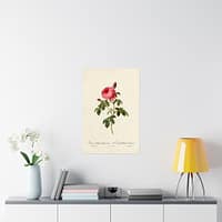 9528090853717334504_2048.jpeg Rosa Centifolia Burgundiaca (le Cent-feuilles de Bordeaux) – Pierre-Joseph Redouté (c. 1817-24) – Botanical Poster Print