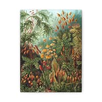 9621976577750781962_2048.jpeg Mosses (Muscinae), Kunstformen der Natur – Ernst Haeckel (1904) – Botanical Canvas Print
