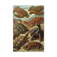 9634744470691542825_2048.jpeg Sea Turtles & Tortoises (Chelonia), Kunstformen der Natur – Ernst Haeckel (1904) – Natural History Canvas Print