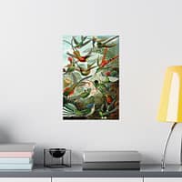 9895790308678200118_2048.jpeg Hummingbirds (Trochilidae), Kunstformen der Natur – Ernst Haeckel (1904) – Natural History Poster Print