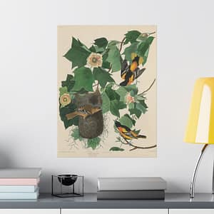 10600945359002751938_2048-1.jpeg Baltimore Oriole, Birds of America – John James Audubon (1827) – Natural History Poster Print