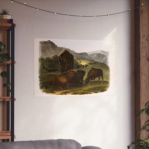 11691097837697125027_2048-1.jpeg Bos Americanus, American Bison or Buffalo, plate 57 – John James Audubon (1845) – Natural History Poster Print