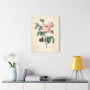 1314882266444859248_2048-1.jpeg Rosa Centifolia (Rosier à cent feuilles) – Pierre-Joseph Redouté (c. 1817-24) – Botanical Canvas Print