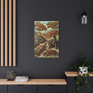 14085306230683659459_2048-1.jpeg Sea Turtles & Tortoises (Chelonia), Kunstformen der Natur – Ernst Haeckel (1904) – Natural History Canvas Print
