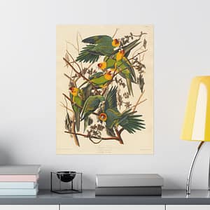 14980904325103344957_2048-1.jpeg Carolina Parakeet, Birds of America – John James Audubon (1828) – Natural History Poster Print