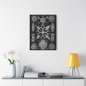 2129771672089080925_2048-1.jpeg Spumellaria, Kunstformen der Natur, plate 91 – Ernst Haeckel (1904) – Natural History Canvas Print