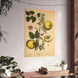 2812504549107881756_2048-1.jpeg Quinces (Cydonea, or Mala cotonea major), A Curious Herbal – Elizabeth Blackwell (1737) – Botanical Poster Print