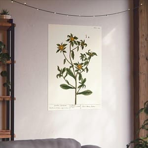 5694772739913229402_2048-1.jpeg Spiny Starwort (Pallenis spinosa), A Curious Herbal – Elizabeth Blackwell (1739) – Botanical Poster Print
